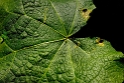 4711 Blatt-_SAM0386-1-Kopie